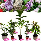 Borderpakket - Bloeiende Elegantie - 7 planten - 6m² tuinplantenpakket