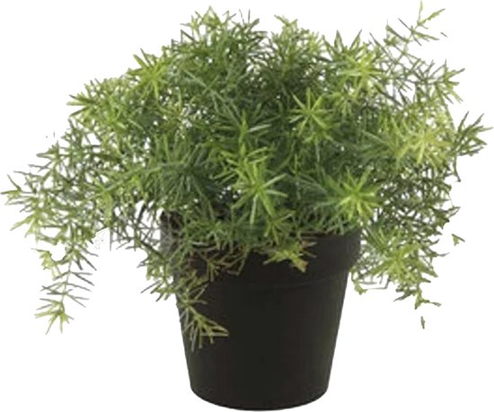 Emerald Kunstplant Asparagus - groen - in zwarte pot - 25 cm