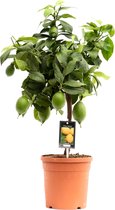Goed & Groen - Citrus Lemon - ↨ 65cm - Potmaat 19 - Kwaliteit Planten - Kamer Plant - Kamerplanten - Sfeer