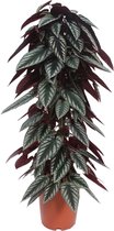 Goed & Groen - Cissus discolor (piramide) - ↨ 100cm - Potmaat 24 - Kwaliteit Planten - Kamer Plant - Kamerplanten - Sfeer