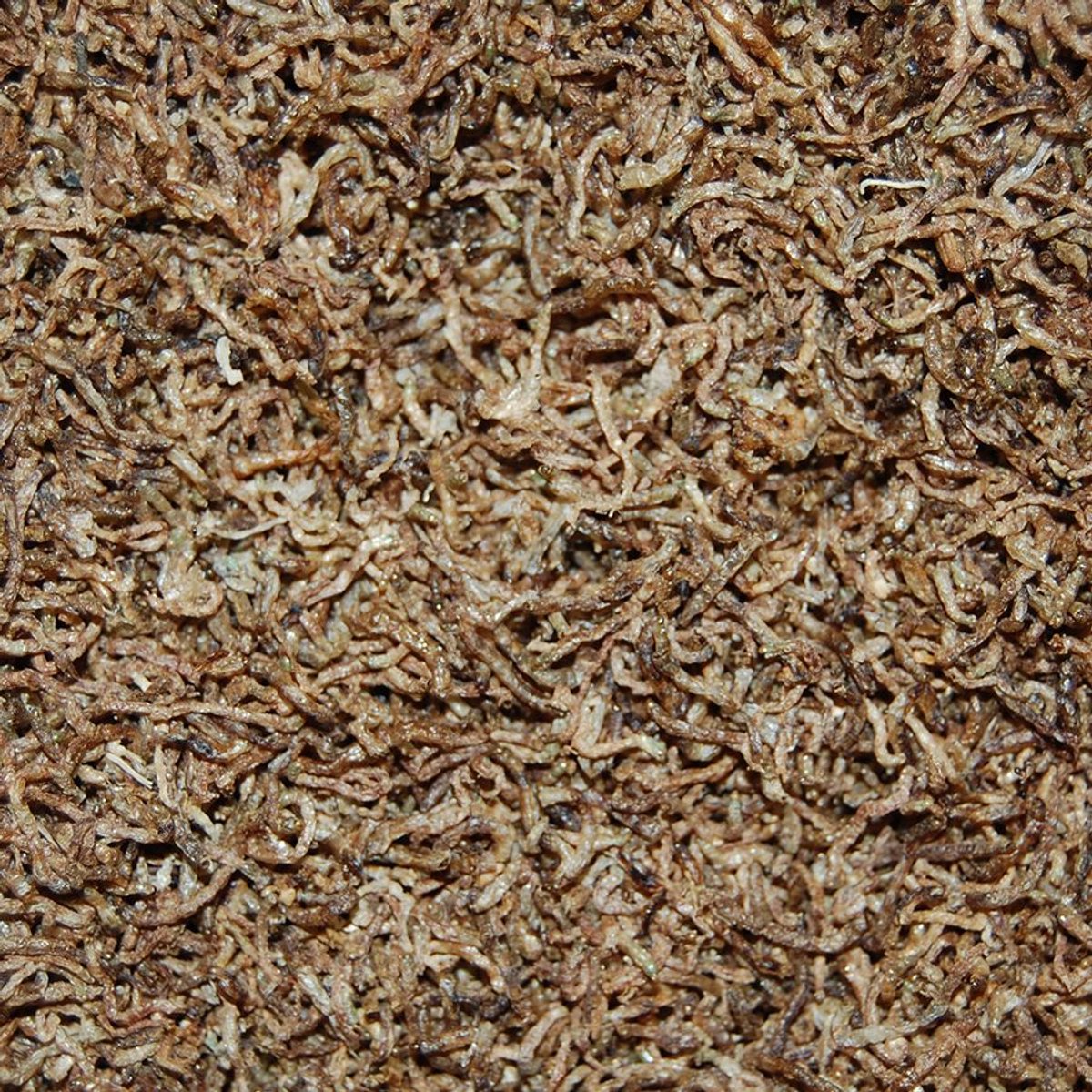 Gedroogde rode Muggenlarven 60 L Bulkdoos