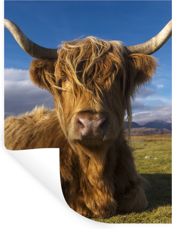 Muurstickers - Sticker Folie - Schotse Hooglander - Dieren - Gras - 120x160 cm - Plakfolie - Muurstickers Kinderkamer - Zelfklevend Behang XXL - Zelfklevend behangpapier - Stickerfolie