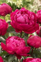 1 Paeonia Red Sarah Bernhardt 3/5 - Pioenroos - Pioenen