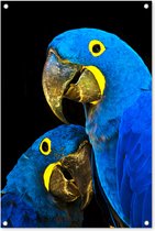 Tuinposters buiten Papegaai - Vogel - Veren - Blauw - 60x90 cm - Tuindoek - Buitenposter