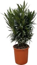 Nerium Oleander Struik Met Roze Bloem - 90Cm- Ø25