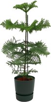 Araucaria (kamerden) inclusief elho Greenville Round groen - Potmaat 25cm - Hoogte 100cm