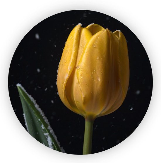 Gele roos - Bloemen schilderij - Wandbord roos - Muurdecoratie klassiek - Dibond schilderij - Slaapkamer accessoires - 60 x 60 cm 3mm
