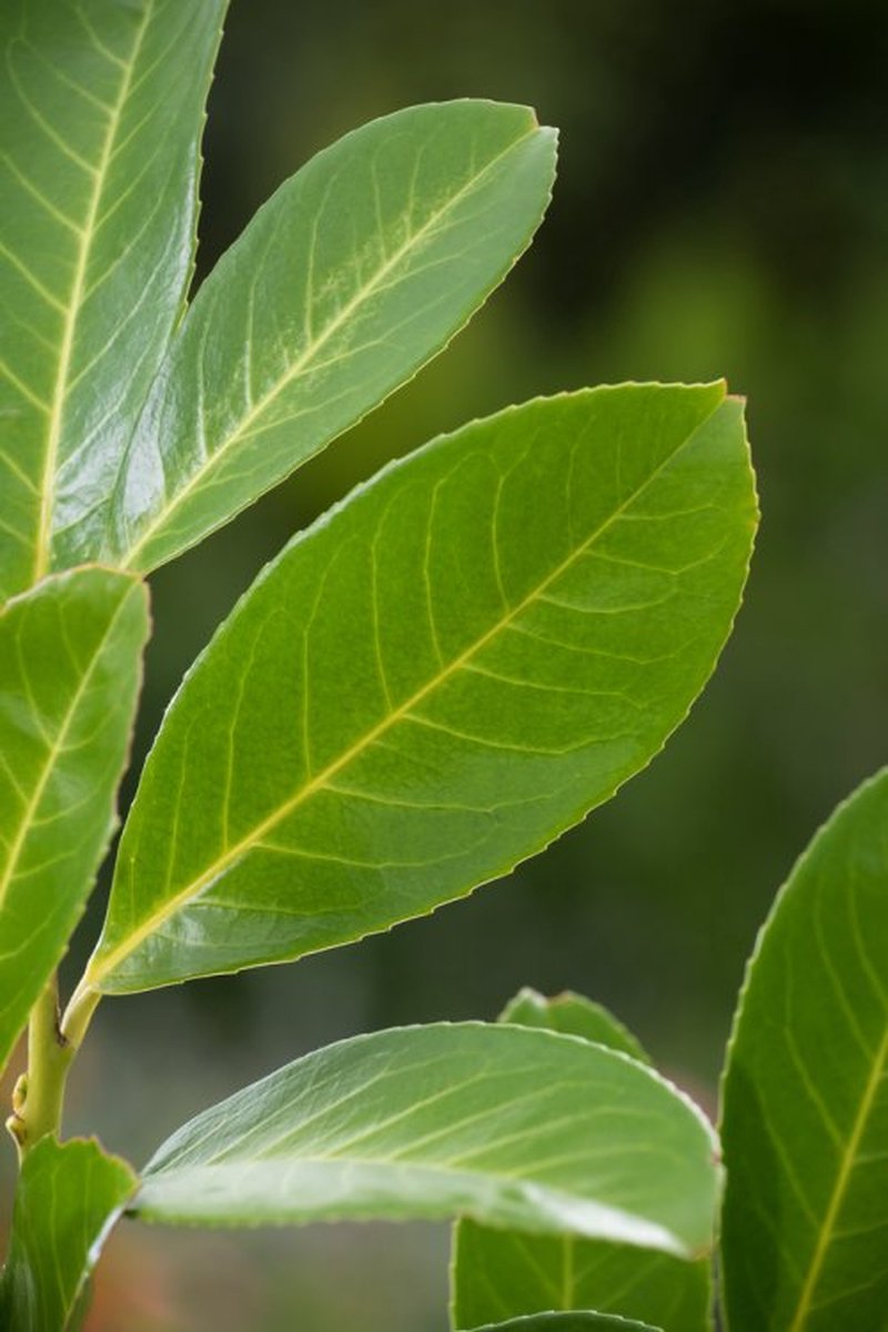 Prunus laurocerasus 'Rotundifolia' C3 40-50 cm - Snelle groeier - Snel zichtdicht - Wintergroen - Grootbladig