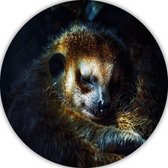 Meerkat wandbord - Dier wandschaal - Rond schilderij Pels - Landelijke schilderijen - Schilderij forex - Wanddecoratie muurcirkel forex 50x50 cm