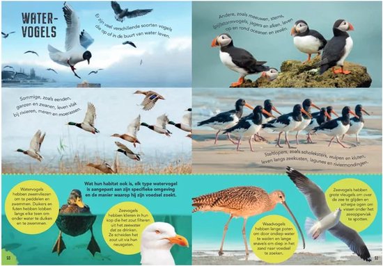 Zee- en watervogels, waaronder alken, scholeksters en een wulp.