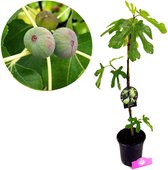 Ficus carica 'Dalmatië' Vijgenboom, 2 liter pot