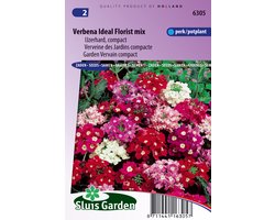 Sluis Garden - Verbena Ideal Florist mix