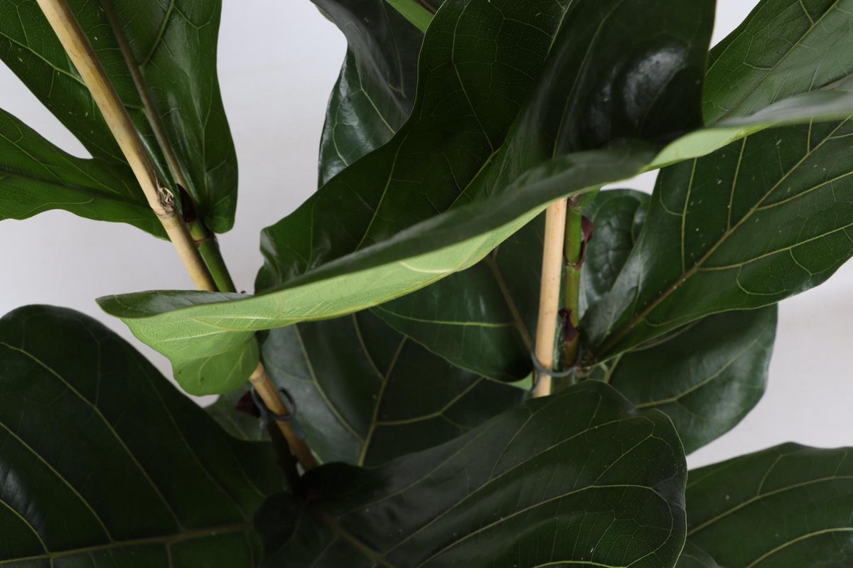 Ficus Lyrata - Ø24cm - 120cm in Boule OLIJF pot