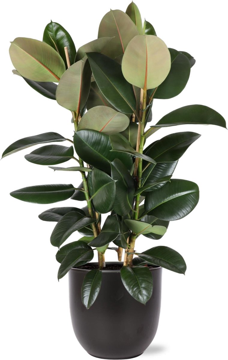 Ficus Elastica Robusta Ø27cm - 115cm in Boule ANTRACIET pot