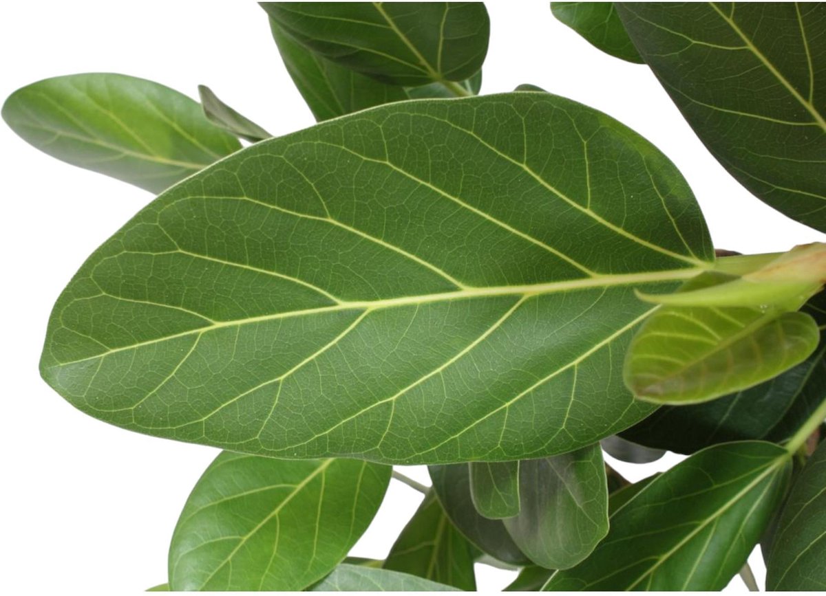 Ficus Benghalensis boom - 180 cm - ø40