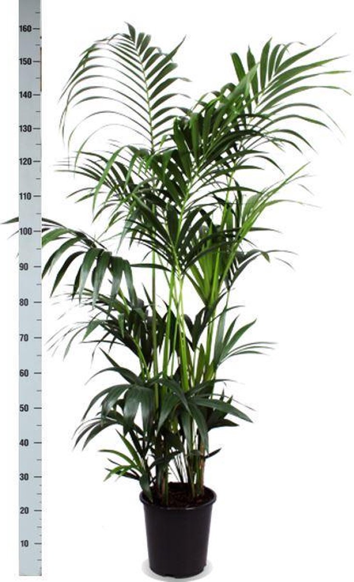 Kentia Palm Ø27cm 160cm in Boule TAUPE pot