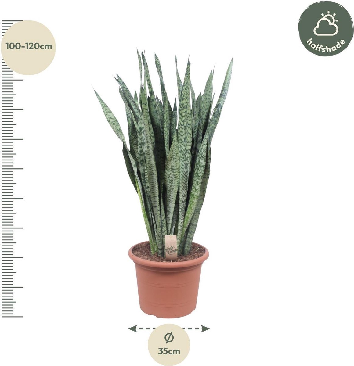 Sansevieria Zeylenica - 110 cm - ø35