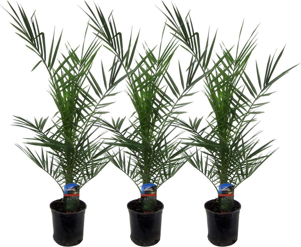Green Harmony - 3x Phoenix Canariensis - 80 cm - Ø15