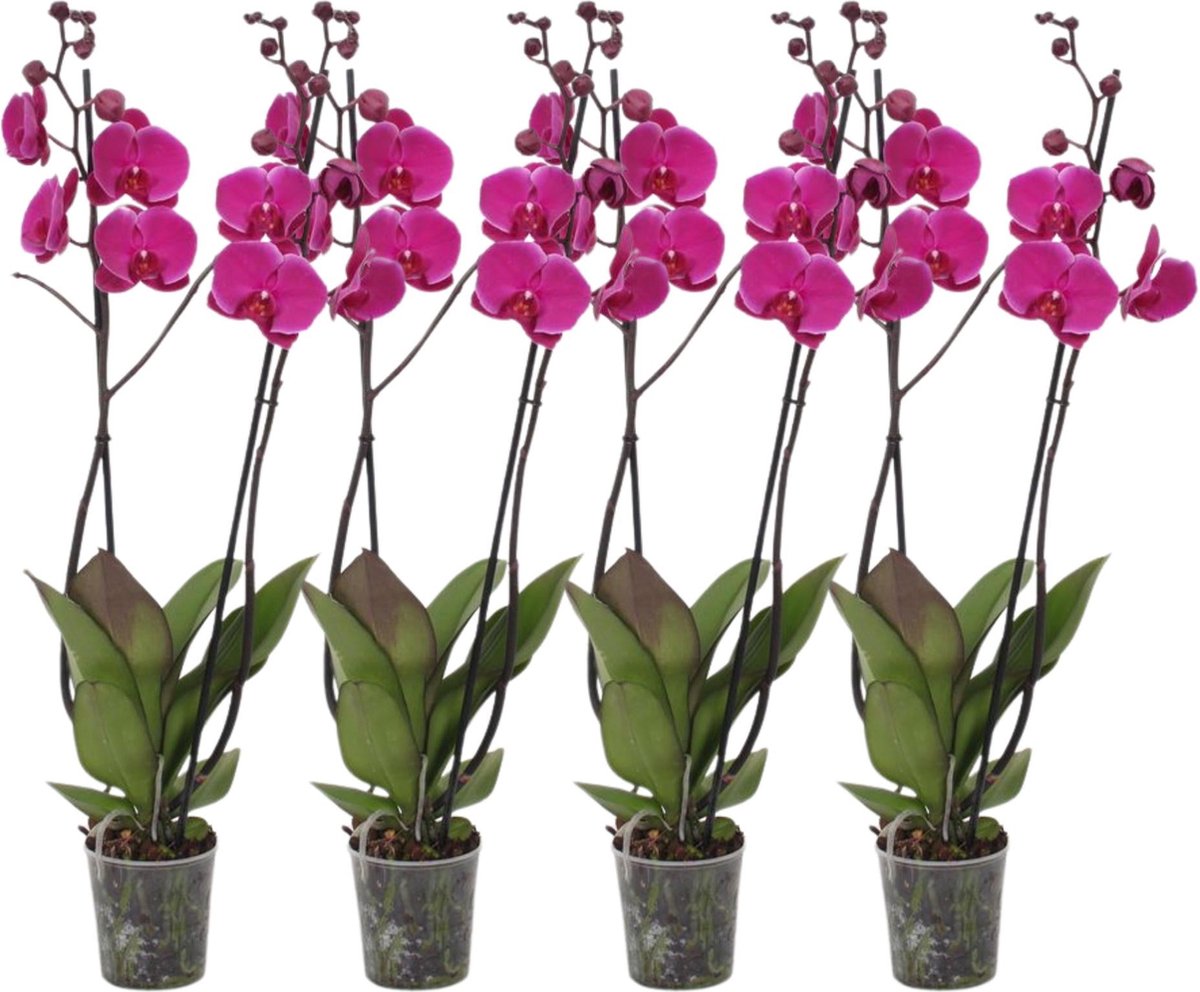 Green Harmony - Set van 4 - Phalaenopsis Joyride - 3 tak orchidee - 60 cm - Ø12cm