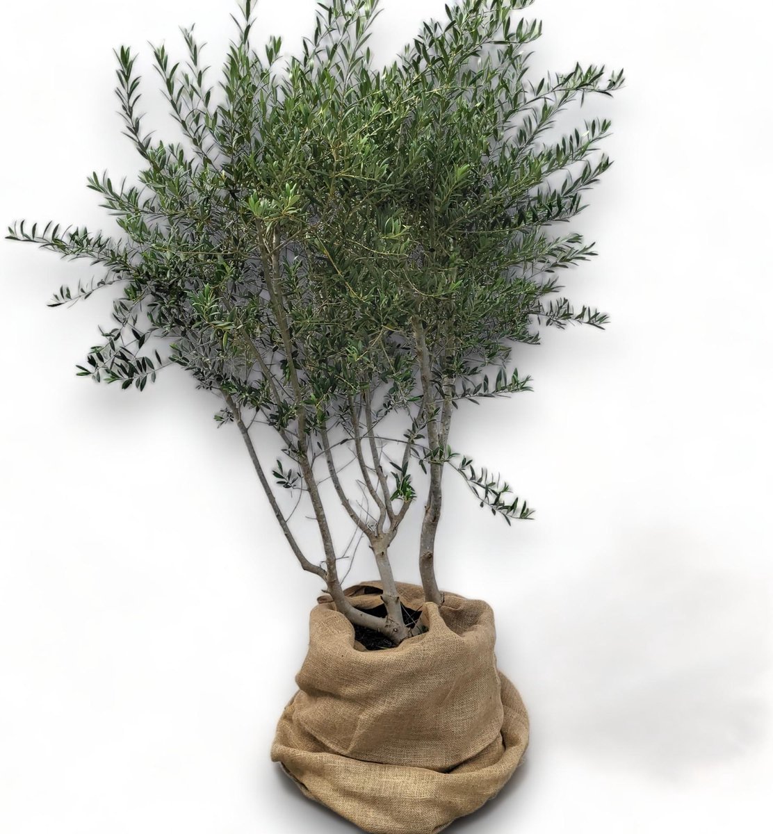 Green Harmony - Olea europaea meerstam, meerstammige olijf.