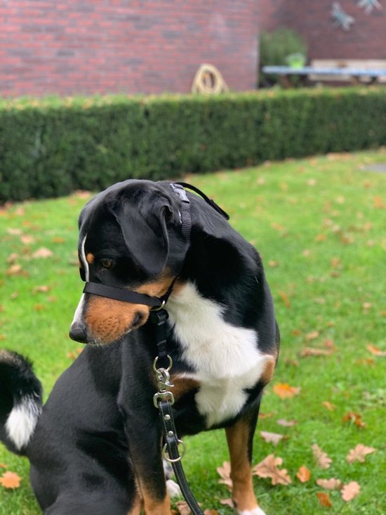 Grand chien noir et brun avec une longe de tête et un collier Gentle Leader noirs, assis dans l'herbe.