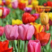 Tulpenbollen Mix – 100 Stuks | KH Bloembollen® | Tulp Cadeau – Voor Tuin of Pot – Maat 11/12 – Vers van de Teler!