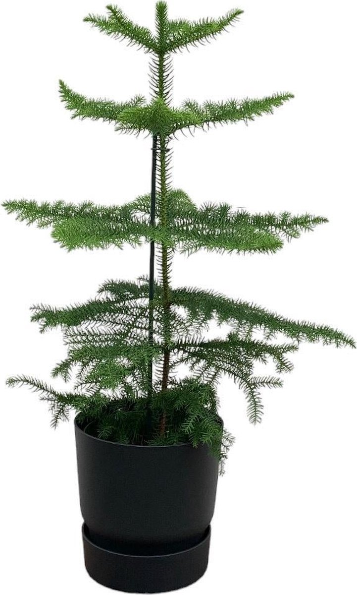 Combi deal - Araucaria (kamerden) inclusief elho Greenville Round zwart Ø18 - 60 cm