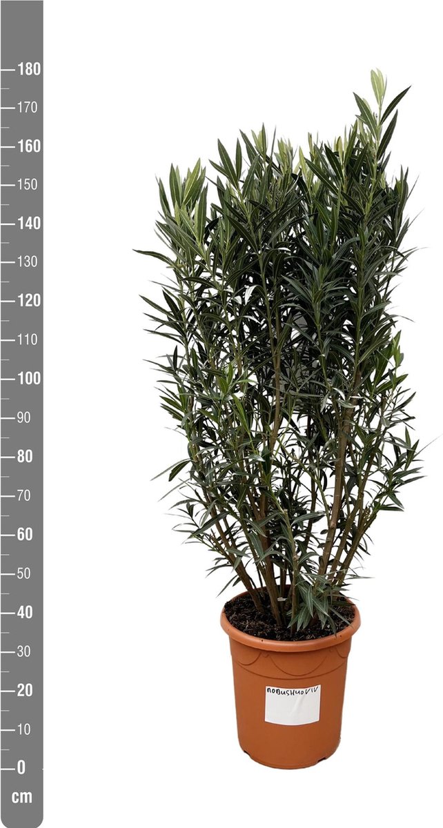 Nerium Oleander struik - 180cm- Ø40