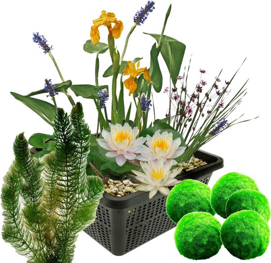 vdvelde.com - Mini vijverset - Wit + Zuurstofplanten tegen Algen - Voor 25 - 100 L - 11 planten - Plaatsing: -10 tot -20 cm