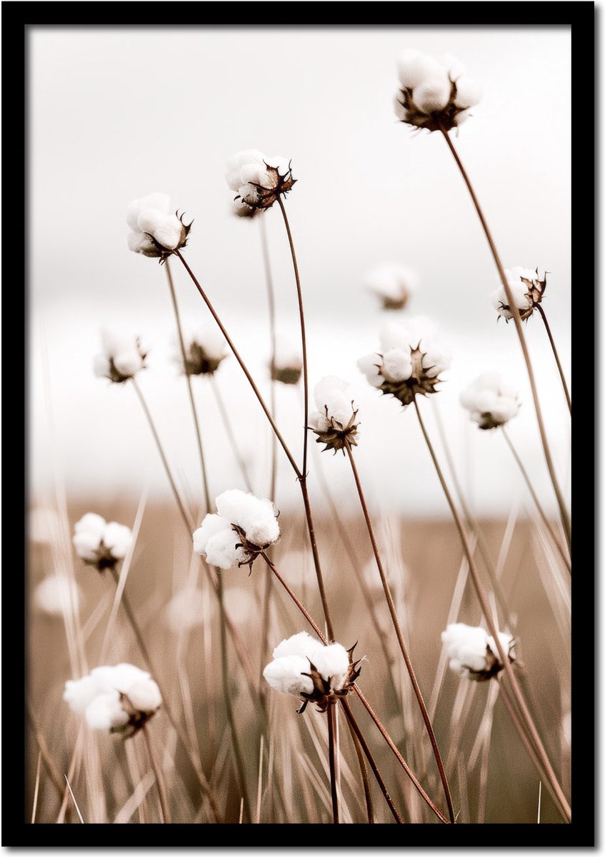 Plakkers Poster veld van katoenplanten - 70cm x 100cm - vintage - woonkamer - slaapkamer - bloemen posters - goedkoop - muurposter - natuur - wanddecoratie Full-colour