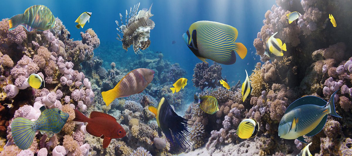 Foto Glas Art - Glasschilderij Aquarium, prachtige heldere kleuren, 160x60cm, voor woonkamer en slaapkamer