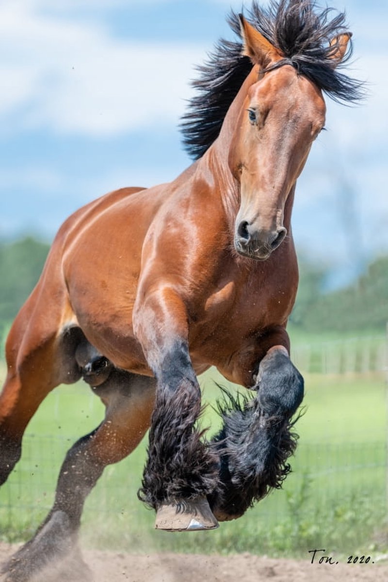 Trekpaarden TW18 - Foto - Ton van der Weerden - Fine Art Print op fotokwaliteit papier - 70 x 100 cm