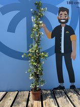 Sunny Tree - Jasmin toscan - Plante grimpante - Plante d'extérieur - Rustique - Trachelospermum Jasminoides - 120 cm