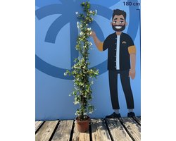 Sunny Tree - Toscaanse Jasmijn - Klimplant - Buitenplant - Winterhard - Trachelospermum Jasminoides - 120 cm