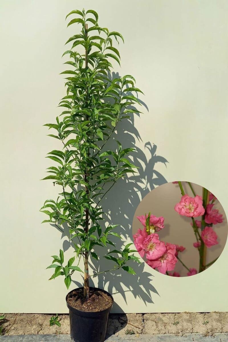 Jonge Zuilvormige Perzikboom | Prunus persica 'Terute-Beni | 150-200cm hoogte