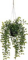 Groene hangplant met afhangende takken in een zwarte pot, aan touw.