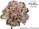 DutchFlowers - Boeket - 20x Dianthus shadow 60cm