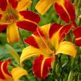 6 x Hemerocallis 'Frans Hals' - Daglelie Pot 9x9 cm - Oranjegele Bloemen