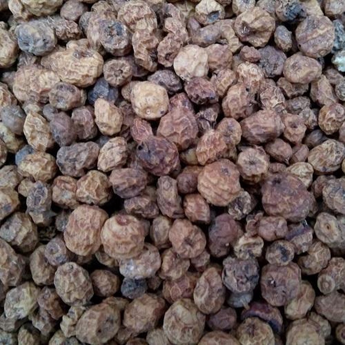 Tijgernoten - 8/20mm - 10KG | Karper aas