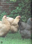 Groep kippen met witte en grijze veren op het gras.