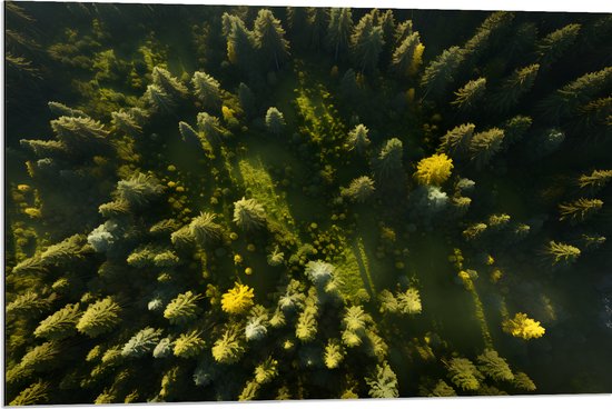 Dibond - Bomen - Bossen - Bovenaanzicht - Groen - 90x60 cm Foto op Aluminium (Met Ophangsysteem)