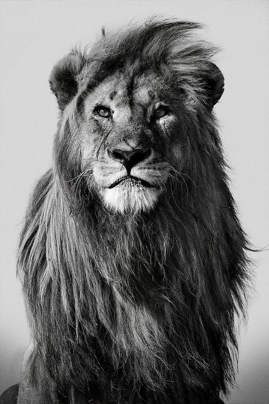 Lion in the wild II - 90cm x 135cm - Fotokunst op akoestisch schilderij | Wanddecoratie