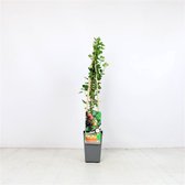 3 stuks | Ribes uva-crispa Hinnonmäki Röd C2 60-70 cm