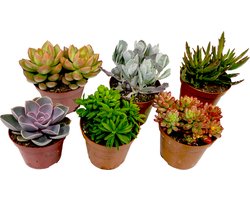 Plant in a Box - Mix van mini-vetplanten - Mix van 6 stuks Vetplanten - Echte Planten - Decoratief en Makkelijk te Onderhouden - Pot 5,5cm - Hoogte 5-10cm