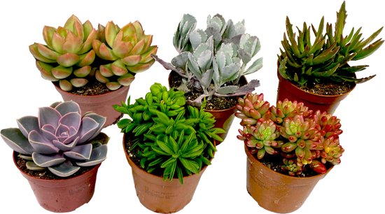 Plant in a Box - Mix van Mini Vetplanten - Mix van 6 stuks Vetplanten - Echte Planten - Decoratief en Makkelijk te Onderhouden - Pot 5,5cm - Hoogte 5-10cm