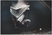 Poster Glanzend – Vleermuis hangt te slapen overdag - 60x40 cm Foto op Posterpapier met Glanzende Afwerking