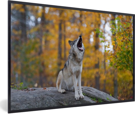 Photo en cadre - Loup hurlant au début de l'automne cadre photo noir sans passe-partout 60x40 cm - Affiche sous cadre (Décoration murale salon / chambre)