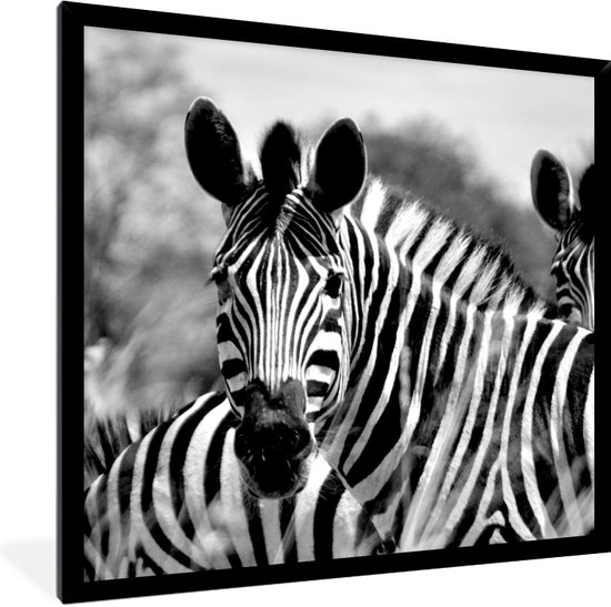 Cadre photo avec affiche - Zebra - Zwart - Wit - Animaux - 40x40 cm - Cadre pour affiche