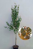 Jonge Katsuraboom | Cercidiphyllum japonicum | 150-200cm hoogte