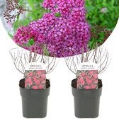 Plant in a Box - Spiraea japonica 'Anthony Waterer' - Set van 2 - Pot 17cm - Hoogte 25-40cm - Winterhard - Tuinplanten
